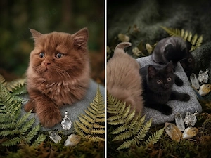 Zuckersüße, reinrassige Briten-Kitten (BLH & BKH) suchen ein neues Zuhause!