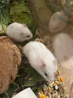 Baby Hamster weis Männlich 