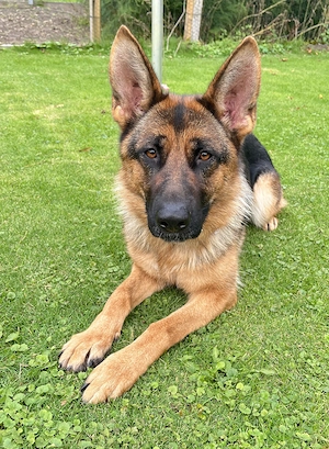 Schäferhund Hündin 1,5 Jahre alt