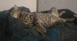 Kitten: Killua sucht noch ein Zuhause (Kastriert und alles)