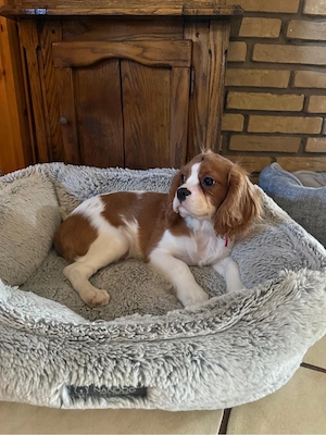 cavalier king cherles spaniel