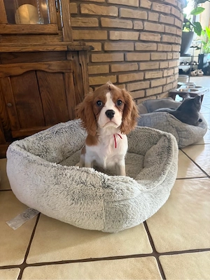 cavalier king cherles spaniel