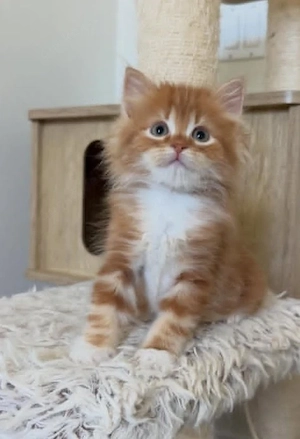 Entzückende reinrassige Maine-Coon-Kätzchen