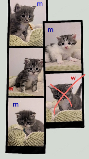 MaineCoon Kitten suchen Interessenten 