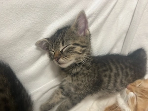 4 Babykatzen noch abzugeben !!!!