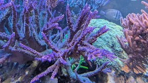 Koralle Acropora Meerwasser XL