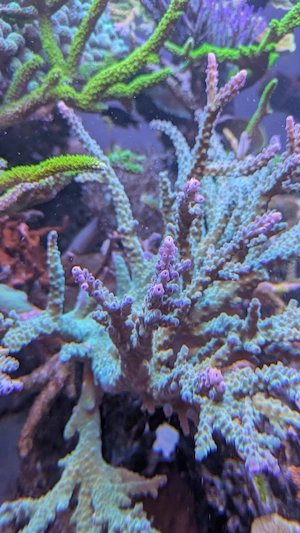 Meerwasser Acropora Koralle XL