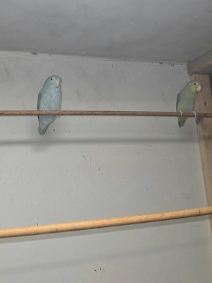 Ein paar schöne sperlingspapageien abzugeben. 