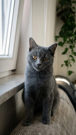 Bezauberndes BKH-Katerchen >Stummelchen< sucht sein Zuhause fürs Leben!