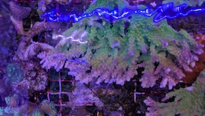 Koralle Acropora Mango Garden Meerwasser XXL ud XL