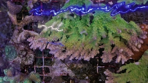 Koralle Acropora Mango Garden Meerwasser XXL ud XL