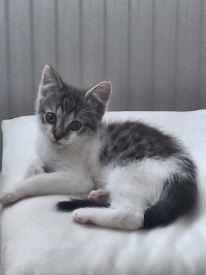 Ein süßer Kater und drei Mädchen 10 Wochen alt...