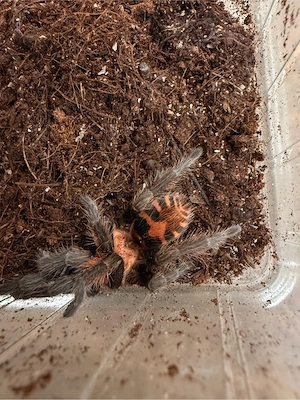 Davus pentaloris   Zwergtigervogelspinne