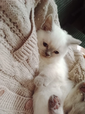 wunderschöne Bkh Kitten 