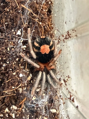 Hapalopus formosus   Bunte rotfußvogelspinne