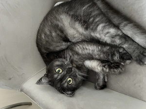 Liebevoller Softie sucht ein neues zu Hause