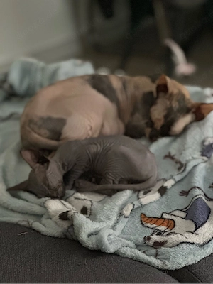 mädchen Sphynx
