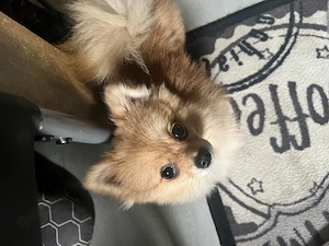 Pomeranian Zwergspitz