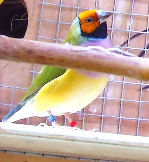 Goulds weibchen.