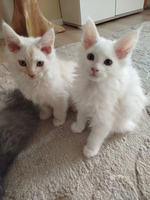 3 reinrassige Maine Coon Kitten Kater suchen ein liebevolles zu Hause 