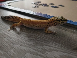 Leopradgecko 0.1 aus 2026 