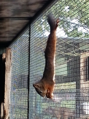 Eichhörnchen