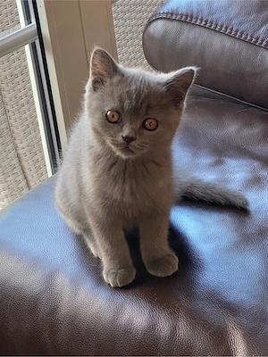 Traumhafte BKH Blue Kitten 1 Kater frei liebevoll aufgezogen 6 Herzensbrecher