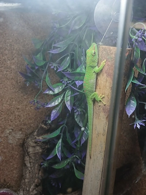 Phelsuma Grandis Jungtier