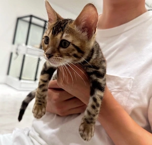 Süßes Bengal Kitten - Brown Spotted Tabby - sucht liebevolles Zuhause 