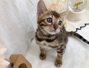 Bengal Baby - Brown Spotted Traumkater sucht sein Für-Immer-Zuhause   