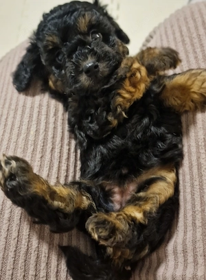  Shih Poo Welpen F1b Generation 