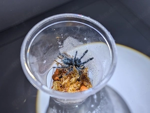 Caribena versicolor Vogelspinne 