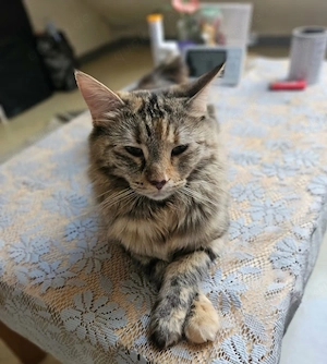 Maine Coon Mischling