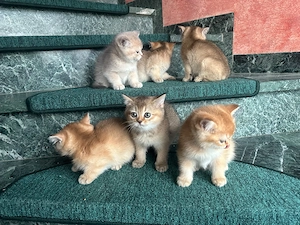 Reinrassige Britisch Kurzhaar BKH Kitten Katzenbabys Katzen