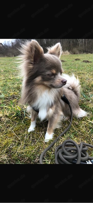 Chihuahua Deckrüde