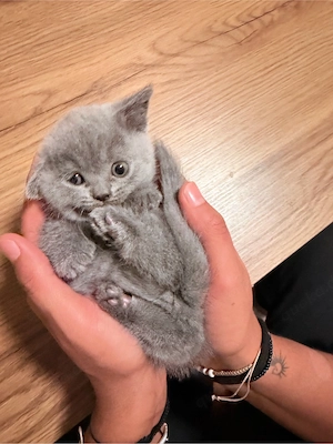 bkh katzenbabys bärchen