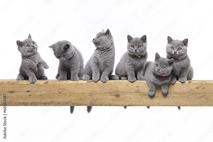 Suche BKH Kater   Kitten in Blue (Grau)   