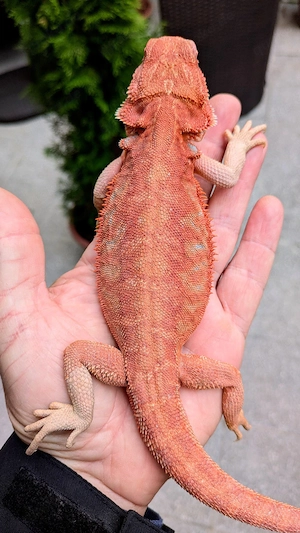 0.1 Hypo Red Organge Leatherback het translucent Bartagame Pogona Vitticeps NZ 26 