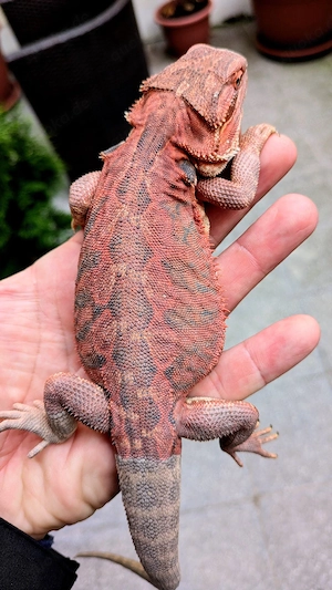 1.0 Dark Red Leatherback Bartagame Pogona Vitticeps Vitticeps NZ 26 