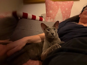 Okh Katze Ophelia