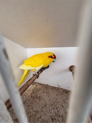 Wunderschöner Ziegensittich in leuchtend Gelb (Lutino   Gelbschecke) abzugeben