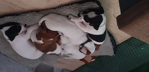 Jackrusselmix  welpe Junge  und Mädchen  suchen ab sofort ihr neues liebevolles zu Hause.  