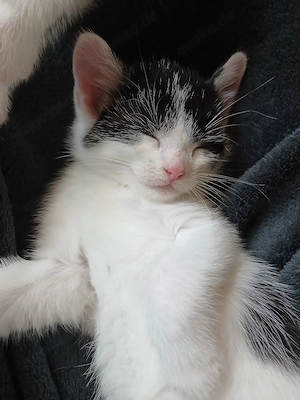 babykatzen suchen ein neues zu hause 