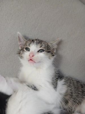 babykatzen suchen ein neues zu hause 