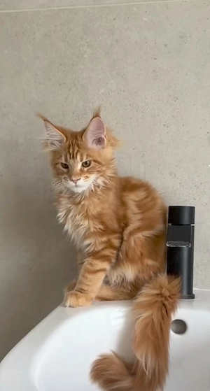 Maine-Coon-Kätzchen mit Pass und allen Reiseunterlagen
