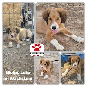Süße Welpe Lulu sucht ihr Für-Immer-Zuhause