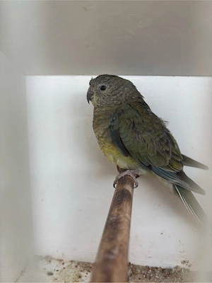 Hübsche Singsittich Henne (Wildfarbe) abzugeben