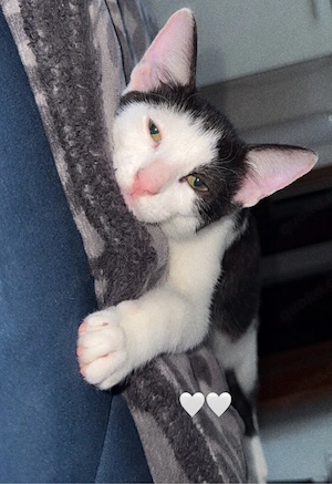  Kater-Brüder (6 Monate) + Komplett-Zubehör