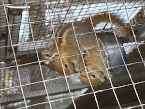 Chiesische Baumstreifenhörnchen