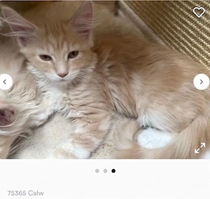 Maine Coon Kitten   